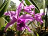 laelia (cattleya) lobata